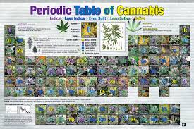 Periodic Table Of Cannabis Poster 24x36 Weed Pot Marijuana