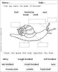 Snail Diagram With Labelling Google Search Snail Snail