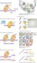 CRISPR-based genomic tools for the manipulation of genetically ...