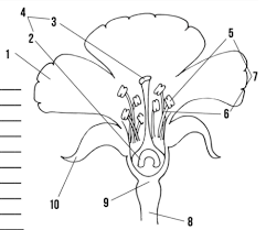 parts of a flower baamboozle