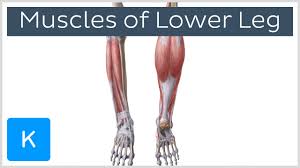 However, many of the leg muscles share functions with other leg muscles. Leg Muscles Anatomy And Function Of The Leg Compartments Kenhub