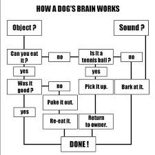 Dogs Brain Flow Chart Zerosum11 Flickr