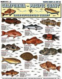 Details About California Pacific Saltwater Fish Id Chart Tightline Tightlines Pubs 15