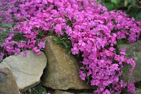 creeping phlox after they bloom