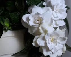 Gardenia Flower Beautiful White