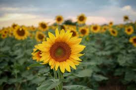 5 Iconic Kansas Sunflower Fields For