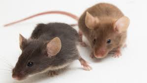 how to get rid of rats humanely