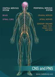 The structures commonly known as nerves (or by such. Nervous System Overview
