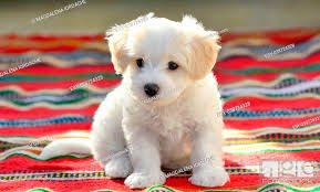 white puppy maltese dog sitting on red