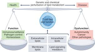 lipid metabolism in t cell signaling
