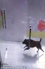 Dog Crashes Into Glass Door Head On
