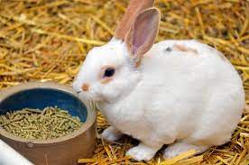 can rabbits eat straw what to do if