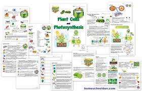 plant cells and photosynthesis