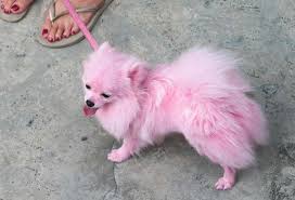 Pet beim führenden marktplatz für gebrauchtmaschinen kaufen. How To Dye Your Dog S Hair Animal Behavior College Dog Dye Dog Hair Dye Pink Animals