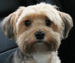 is a maltese yorkie mix the right dog