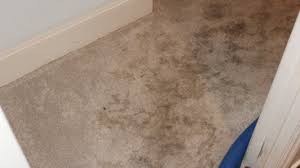 carpet cleaners in greenville tx