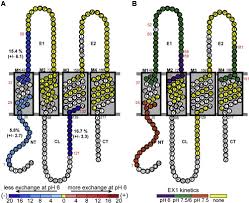 If you do not have a soft measuring tape, you can use a ribbon instead. A Steric Ball And Chain Mechanism For Ph Mediated Regulation Of Gap Junction Channels Sciencedirect
