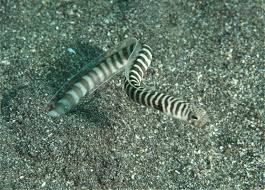 zebra banded garden eel heteroconger