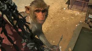 Image result for PICTURES of a baboon playing pool