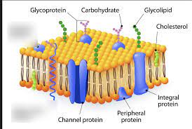 cell membrane structure and functions