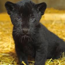 adorable rare black jaguar cub born at