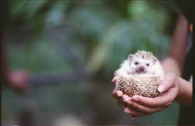 care for a pet african pygmy hedgehog