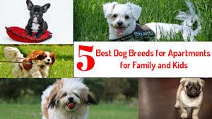 If this all sounds like something you can provide. 5 Best Small Dog Breeds For Apartments For Families With Kids