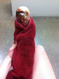 Cat rolled up in a towel photoshopbattles