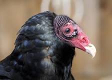 are-turkey-vultures-aggressive