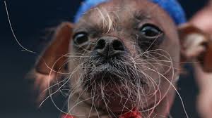See more ideas about puppies, funny animals, cute animals. Tell Us Which Is The Ugliest Pup Cnn