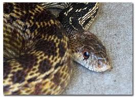 In addition to the san diego gopher snake that. Gopher Snakes Desertusa