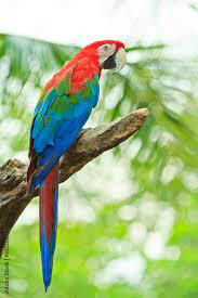 macaw parrot foto poster wandbilder