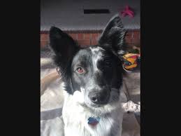 Find a border collie puppy from reputable breeders near you and nationwide. Colorado Springs Adoptable Pets Meet Holly Hannah Shylo More Colorado Springs Co Patch