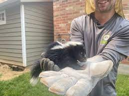 get skunk odour out of your house
