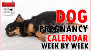 Dog Pregnancy Calendar Week By Week Dont Miss Out Youtube