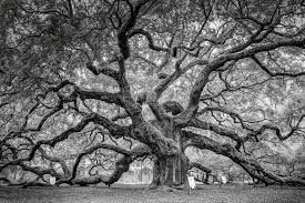 oak trees evolved to rule the forests