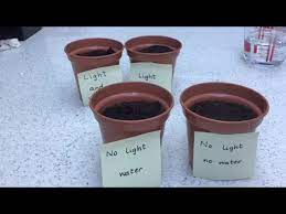 science growing seeds experiment