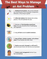 how to get rid of ants fix com