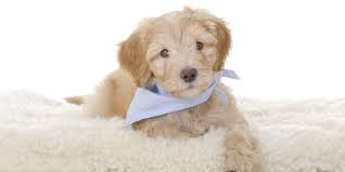 Image result for australian labradoodle puppies