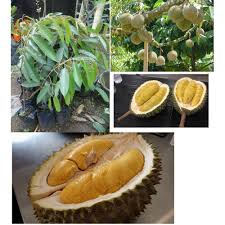 Cara kawin pohon durian musang king & duri hitam, 1 pohon 2 jenis durian. Jual Bibit Durian Musang King Grosir Bibit Tanaman