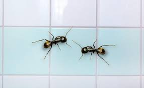Carpenter Ants In The Bathroom