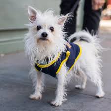 Coat color is also variable and depends on which parent the puppies take after. The Dogist Peanut Maltese Chihuahua Mix 7 Y O Charles