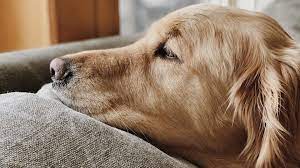 symptoms of stomach cancer in pets