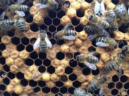 Резултат с изображение за пчели през март