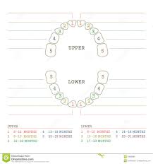Tooth Chart Human Teeth Stock Vector Illustration Of Baby
