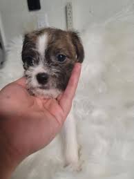 Shih tzu x boston terrier = boshih. Dog For Adoption Abe A Shih Tzu Terrier Mix In Los Banos Ca Petfinder