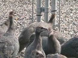 Episode 11 8 Week Old Guinea Fowl Making Adult Calls Reacting To A Predator More