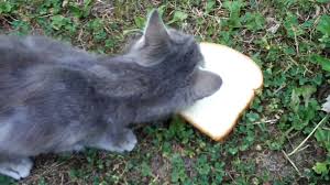 However, it is not suitable for you to give them all the time since they have higher fat content and you will have to keep taking them to vet due to massive fat. Cat Eats Bread Youtube