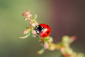 ladybugs live in your garden