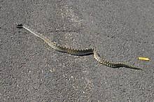 I took this last summer in front of my house. Bullsnake Wikipedia